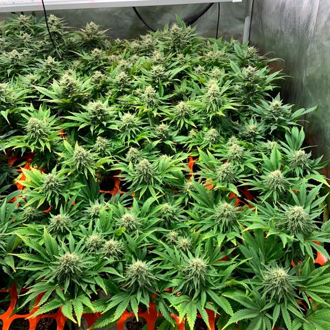 Dream Queen  growlog timeline photo