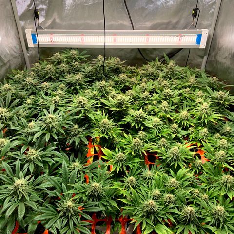 Dream Queen  growlog timeline photo