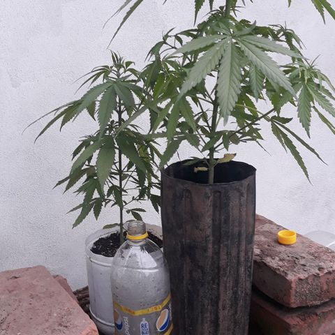 Genética desconocida growlog timeline photo