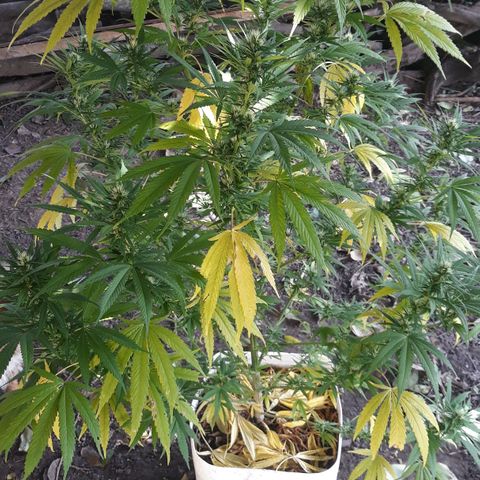 Genética desconocida growlog photo: Floración 