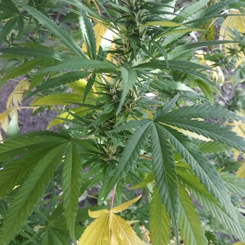 Genética desconocida growlog photo: Nn 25 días de flora más o menos