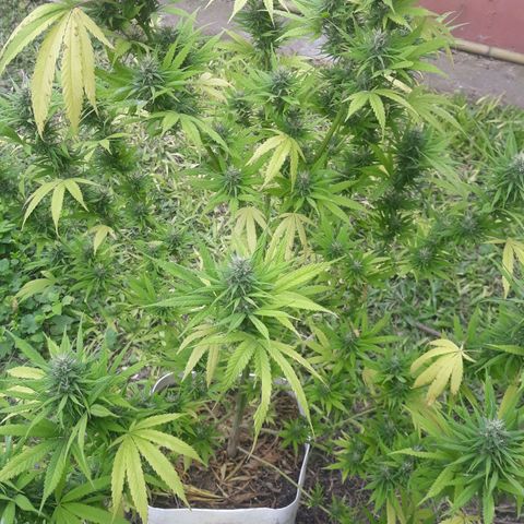 Genética desconocida growlog timeline photo