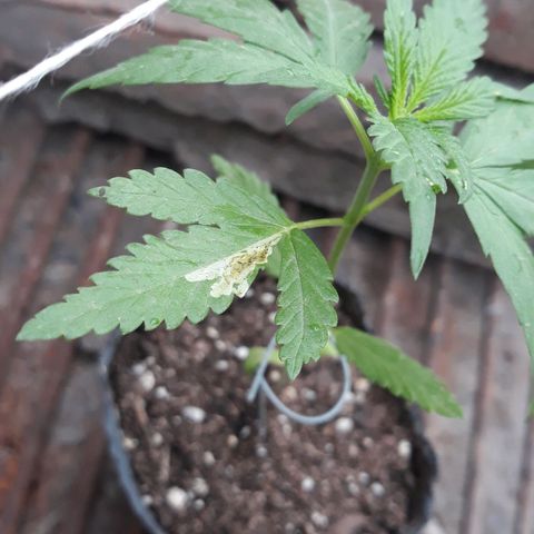 Genética desconocida growlog timeline photo