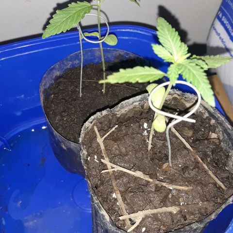 Genética desconocida growlog timeline photo