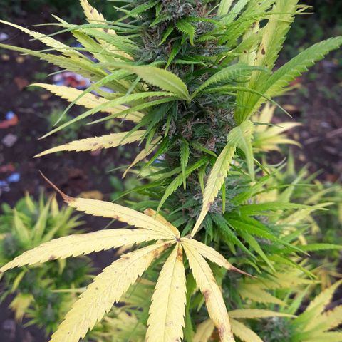 Genética desconocida growlog timeline photo