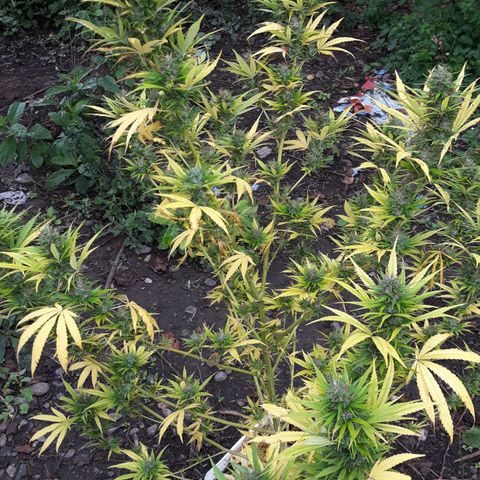 Genética desconocida growlog timeline photo