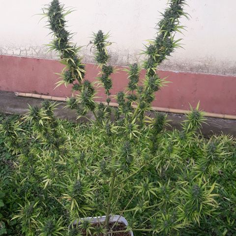Genética desconocida growlog timeline photo