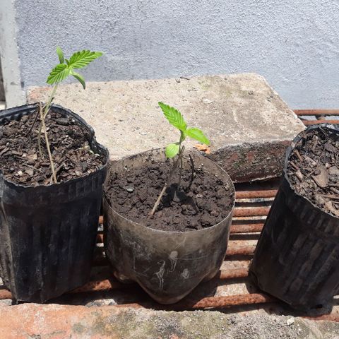 Genética desconocida growlog timeline photo