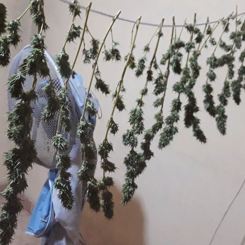 Genética desconocida growlog timeline photo
