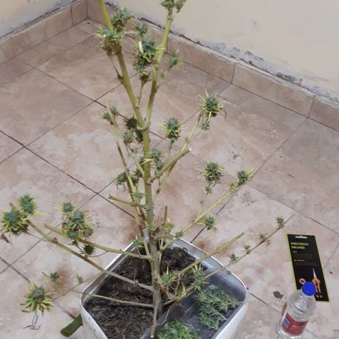 Genética desconocida growlog timeline photo