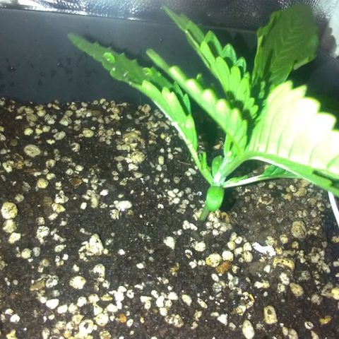 Sideral Punch growlog timeline photo