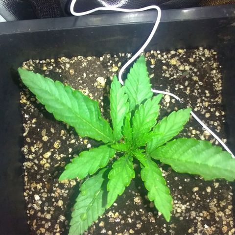 Sideral Punch growlog timeline photo