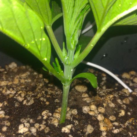 Sideral Punch growlog timeline photo