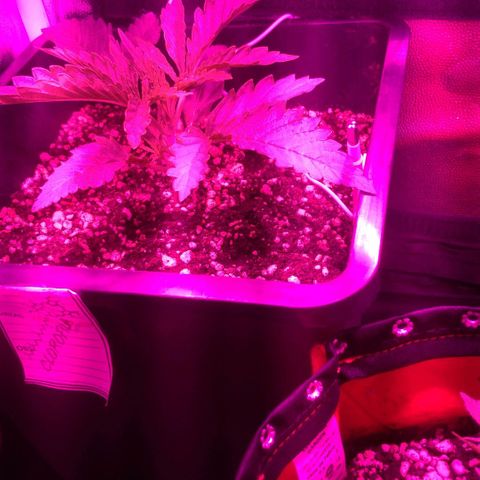 Sideral Punch growlog timeline photo