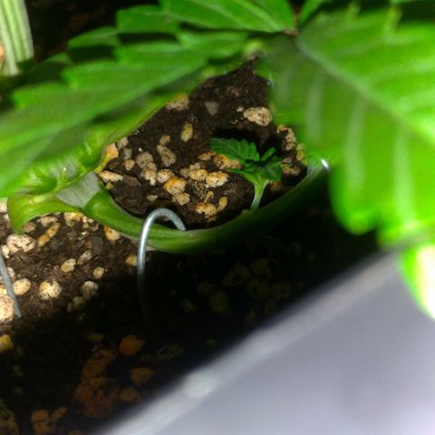 Sideral Punch growlog timeline photo