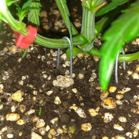Sideral Punch growlog timeline photo