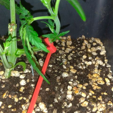 Sideral Punch growlog timeline photo