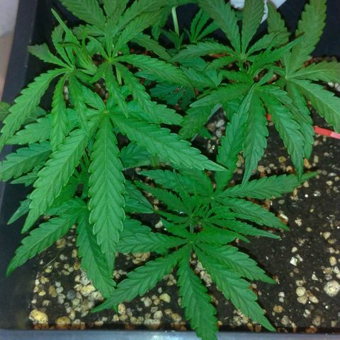 Sideral Punch growlog timeline photo