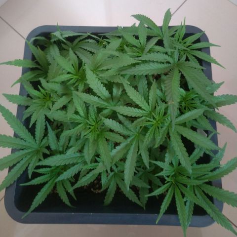 Sideral Punch growlog timeline photo