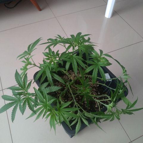 Sideral Punch growlog photo: Vegetativo 