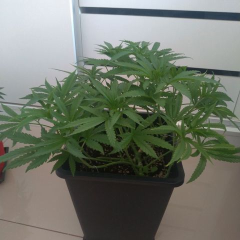 Sideral Punch growlog timeline photo
