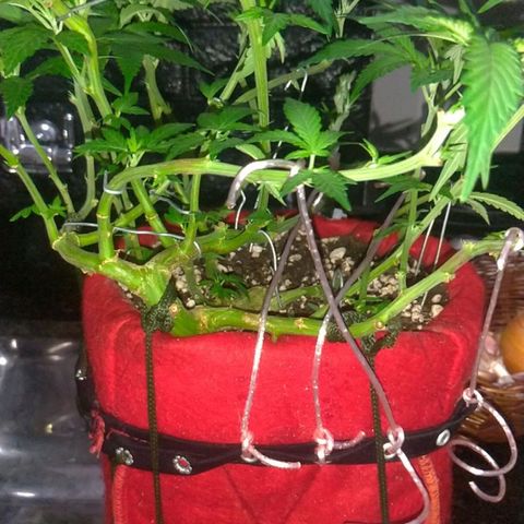 Sideral Punch growlog timeline photo