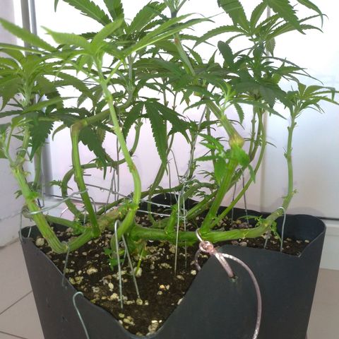Sideral Punch growlog timeline photo
