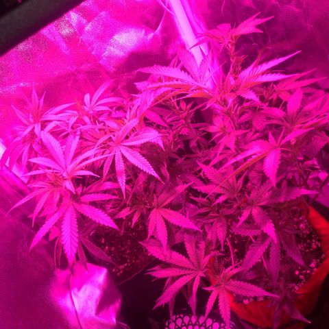 Sideral Punch growlog photo: Início de floração 