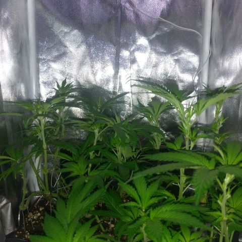 Sideral Punch growlog photo: Início de floração 