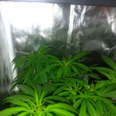 Sideral Punch growlog timeline photo