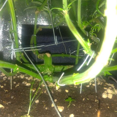 Sideral Punch growlog timeline photo