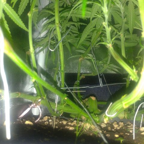 Sideral Punch growlog timeline photo