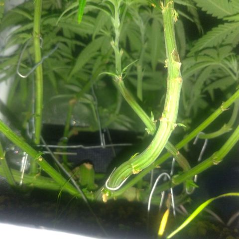 Sideral Punch growlog timeline photo