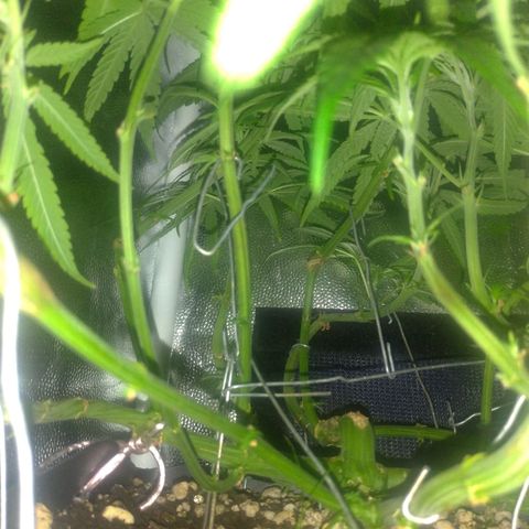 Sideral Punch growlog timeline photo