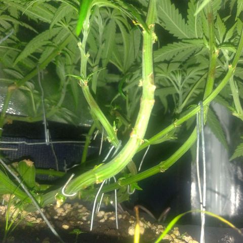 Sideral Punch growlog timeline photo