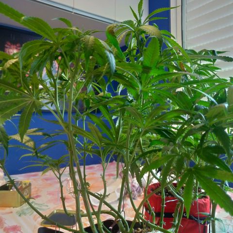 Sideral Punch growlog timeline photo