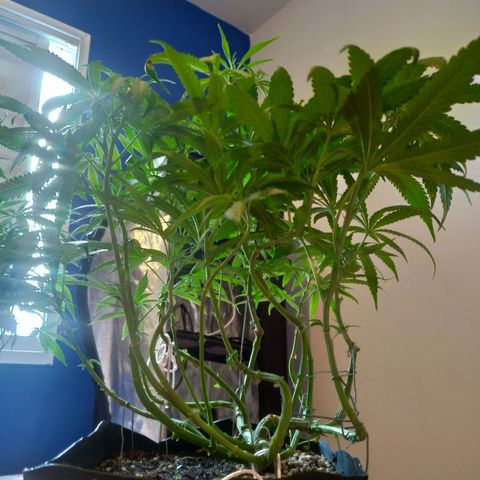 Sideral Punch growlog timeline photo