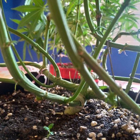 Sideral Punch growlog timeline photo