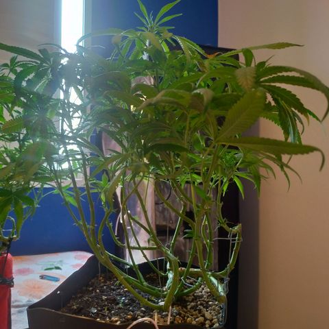 Sideral Punch growlog timeline photo