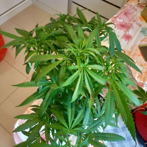 Sideral Punch growlog timeline photo