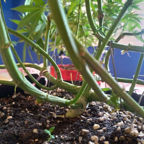 Sideral Punch growlog timeline photo