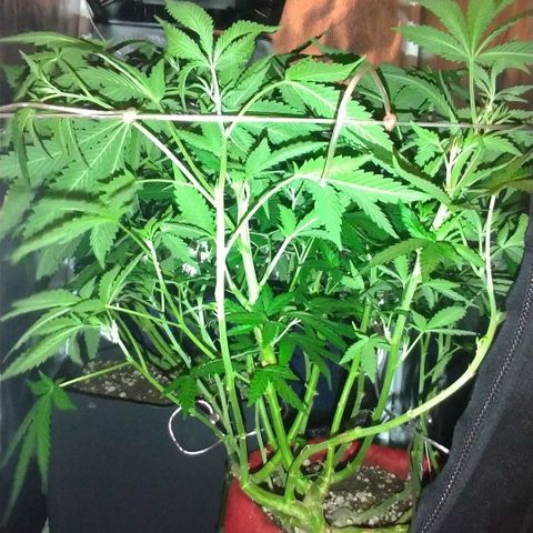 Sideral Punch growlog photo: Floração, ajuste com scrog