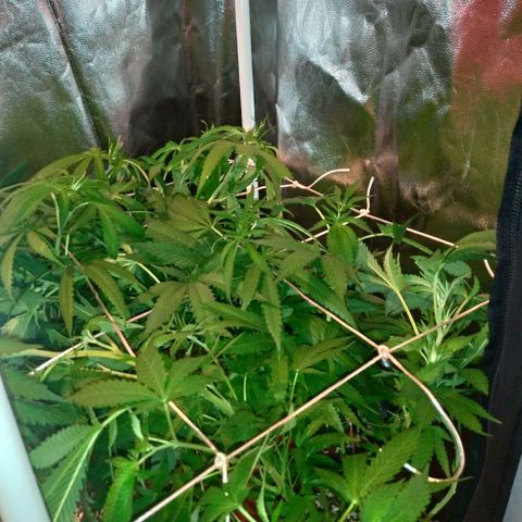 Sideral Punch growlog photo: Floração, ajuste com scrog