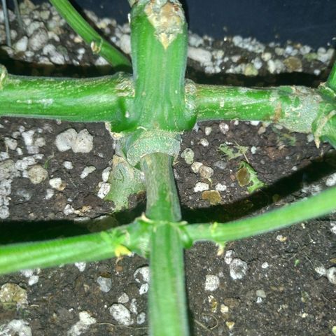Sideral Punch growlog photo: Floração, ajuste com scrog