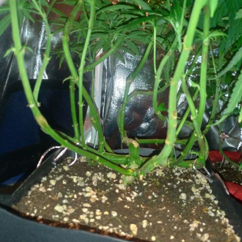 Sideral Punch growlog photo: Floração, ajuste com scrog