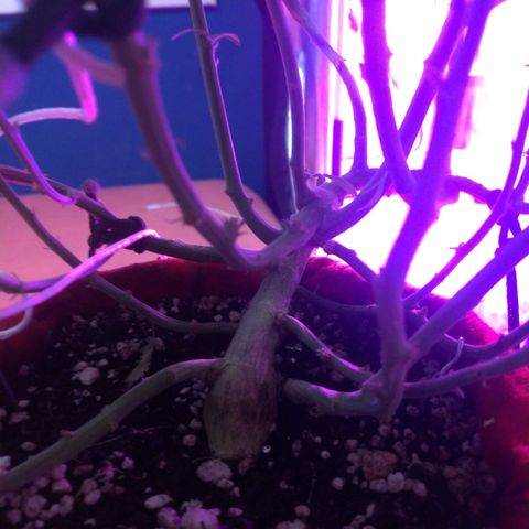Sideral Punch growlog timeline photo