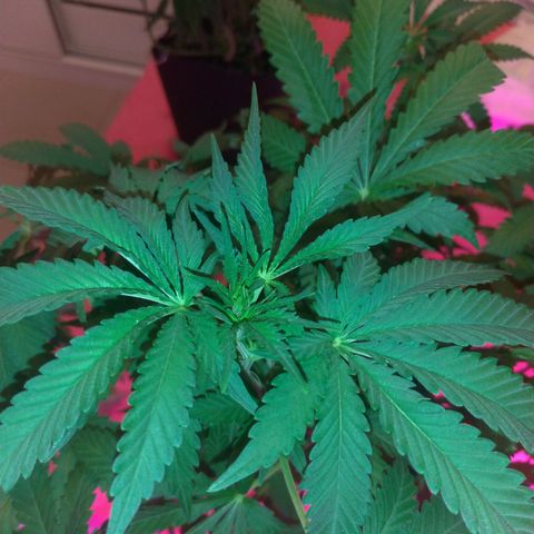 Sideral Punch growlog timeline photo