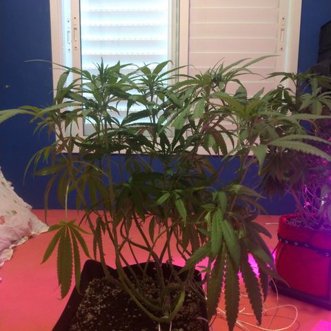 Sideral Punch growlog timeline photo