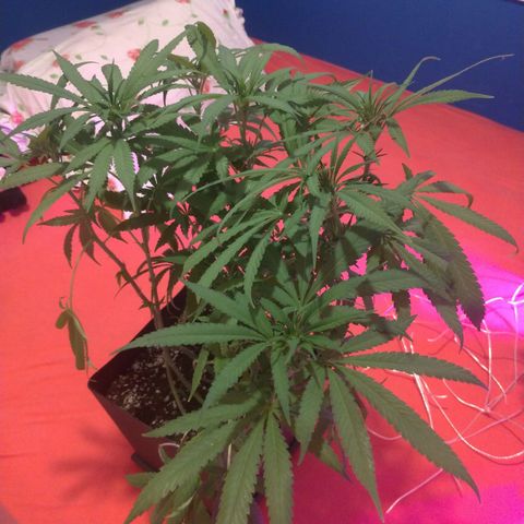 Sideral Punch growlog timeline photo