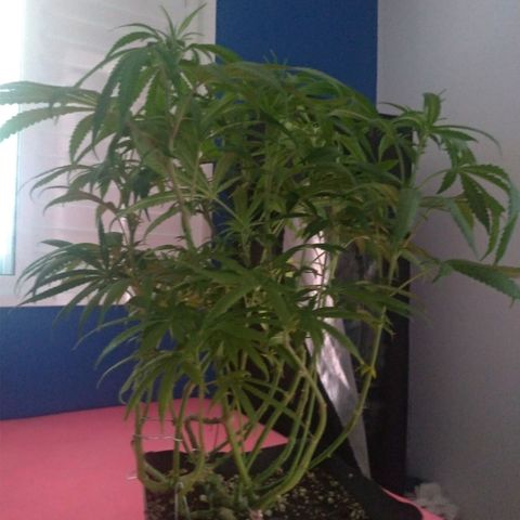 Sideral Punch growlog timeline photo